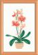 Риолис 1162 Розовая орхидея