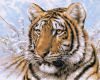 Раскрашивание по номерам Plaid 21674 Сибирский тигр