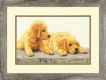 Dimensions 70-35309 Golden Retriever Puppies