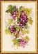 Риолис 1455 Виноградная лоза