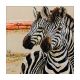 Anchor Maia 01119 Zebras / Зебры