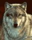 Раскрашивание по номерам Plaid 21678 Серый волк