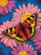 Раскрашивание по номерам Dimensions 91341 Цветы и бабочки