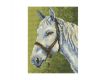 РТО-С173 Белый конь