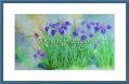 Xiu Crafts 2800504 Charming Iris