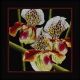 РТО-М263 Орхидеи Пафиопедилум